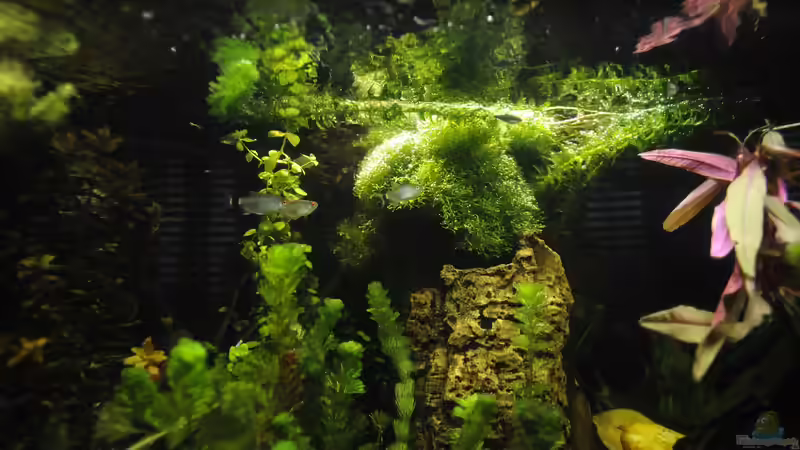 Layout 2016: HMF bewachsen von Peter Vlasaty (9)