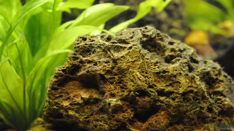 Layout 2016: Versteinertes Laub von Peter Vlasaty (10)