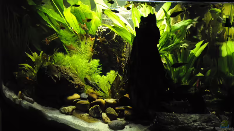 Layout 2016 von Peter Vlasaty (11)