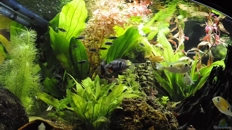 Layout 2016 von Peter Vlasaty (2)