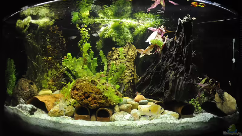 Layout 2016 von Peter Vlasaty (7)