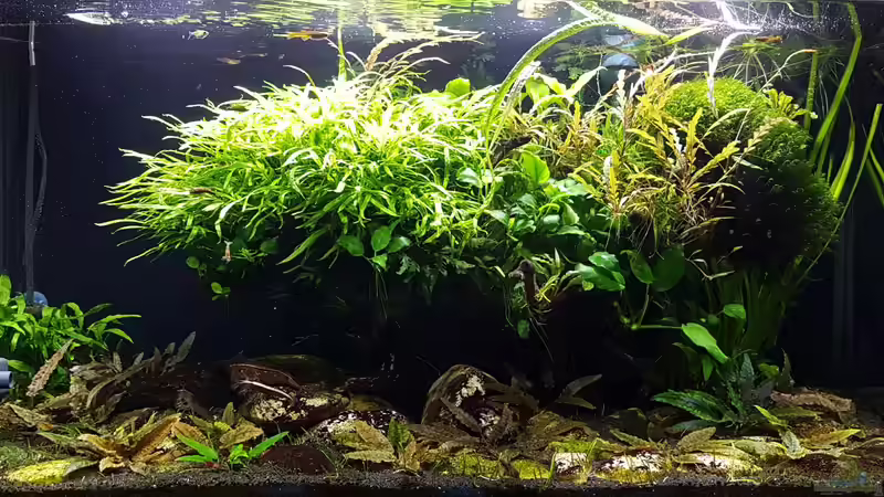 Layout (Apr 2017) von YoshiMaus (3)