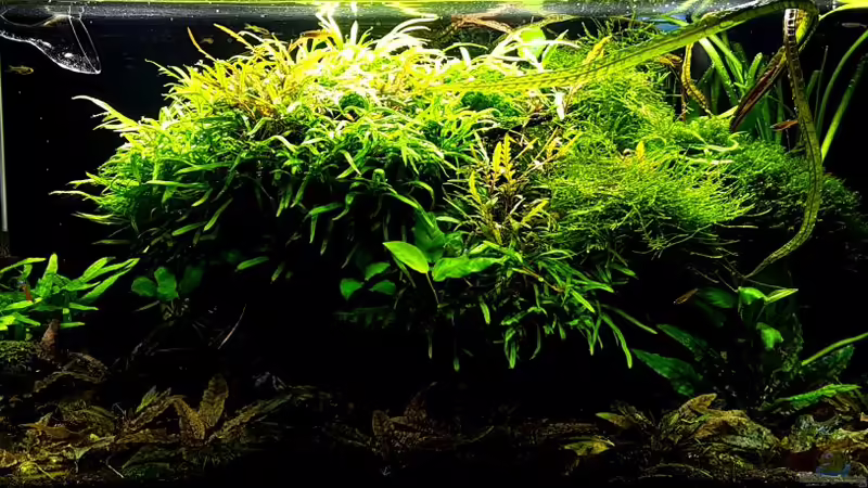 Layout (Feb 2017) von YoshiMaus (4)