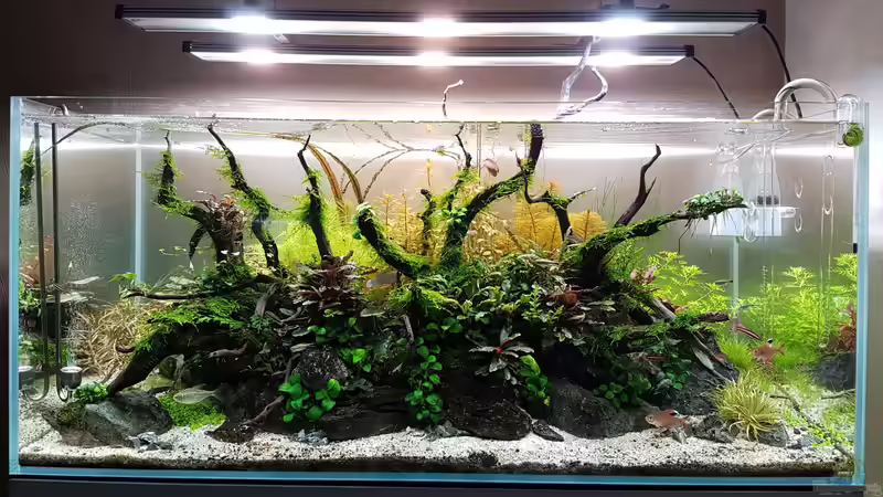 Layout (Feb 2019) von YoshiMaus (1)