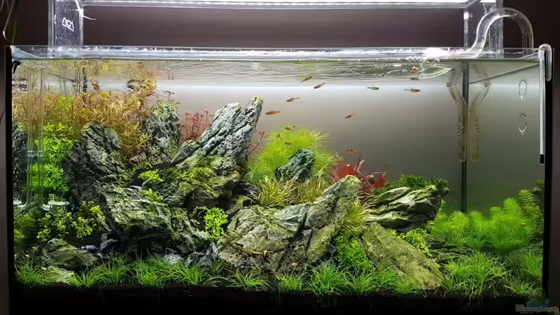 Layout (Feb 2019) von YoshiMaus (3)