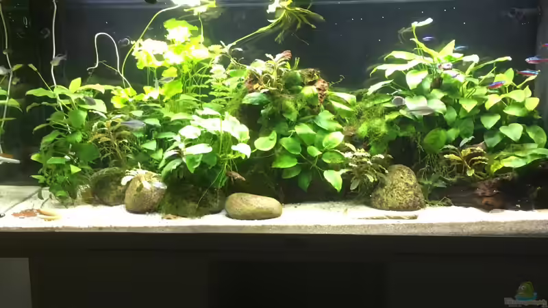 Layout im Juli 2020 nach dem Umzug von schmitzkatze (3)