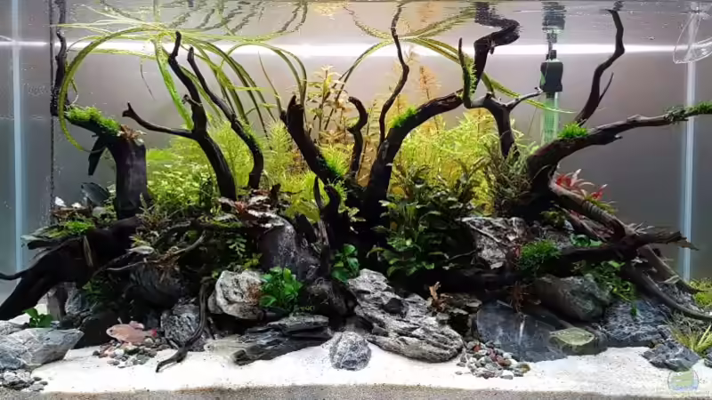 Layout (Jul 2018) von YoshiMaus (3)