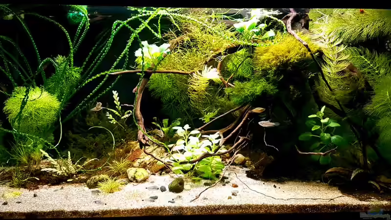 Layout (Juli 2017) von YoshiMaus (1)