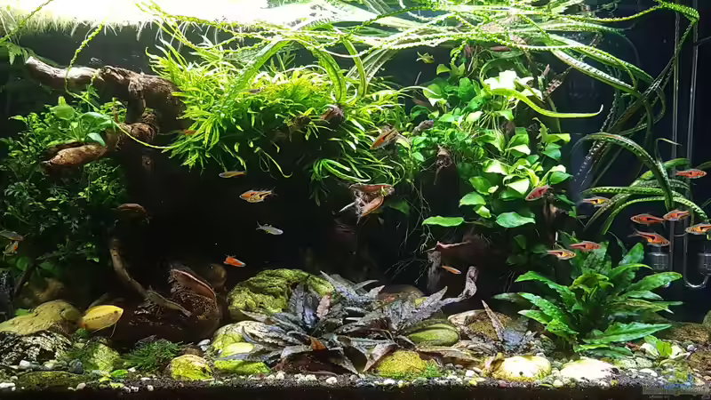 Layout (März 2019) von YoshiMaus (1)