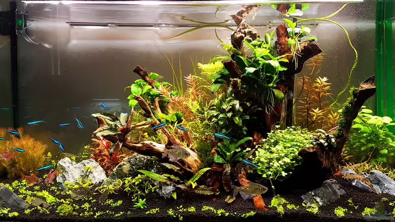 Layout von 2017 von YoshiMaus (12)