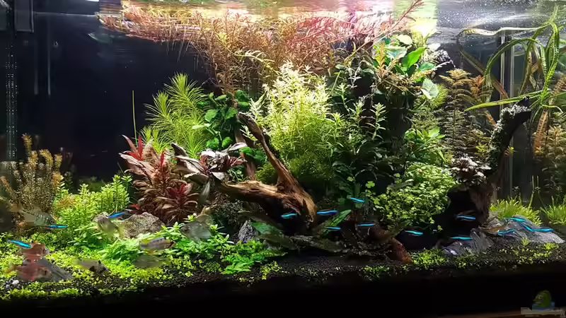 Layout von 2017 von YoshiMaus (13)