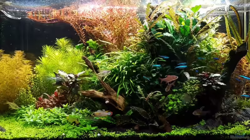 Layout von 2017 von YoshiMaus (15)