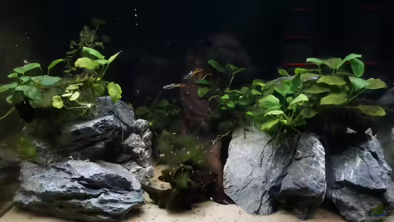 Layout2(nur noch Bsp.) von Thomas De Vries (6)