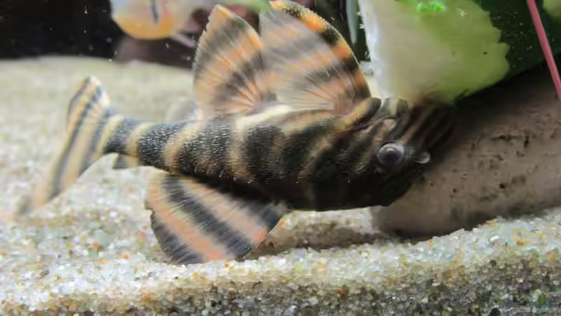 LDA 1 von Sabrina Plankensteiner (45)