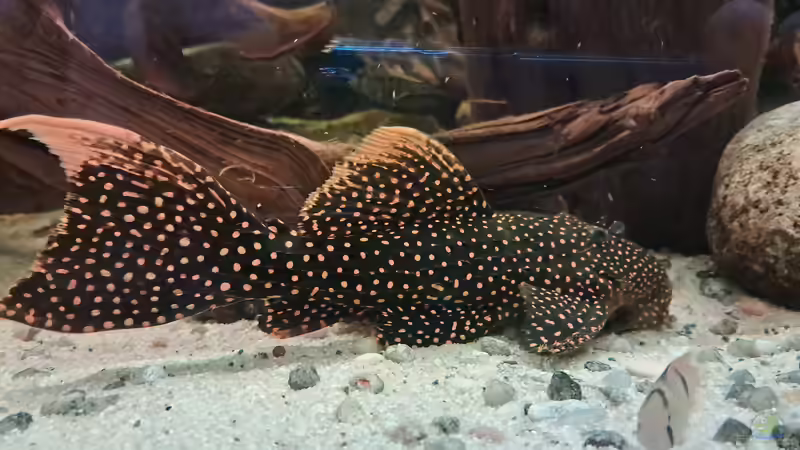 Aquarien für Parotocinclus jumbo (Pitbull-Harnischwels, LDA 25)