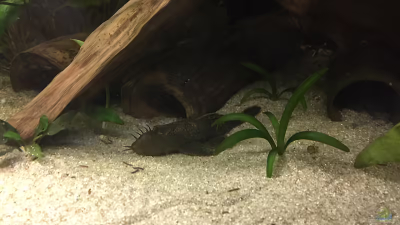 LDA 16 (m) von Danny (48)