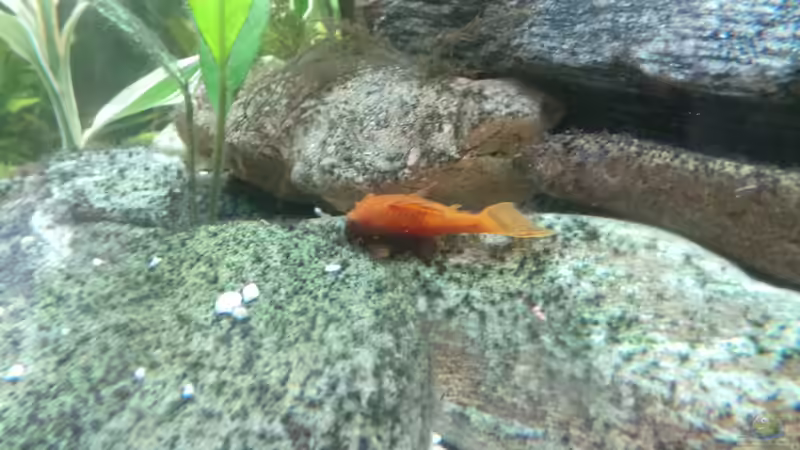 LDA 16 von Polski (20)