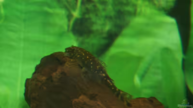 Ancistrus claro im Aquarium halten (Einrichtungsbeispiele für Ancistrus golden marble - LDA 8)