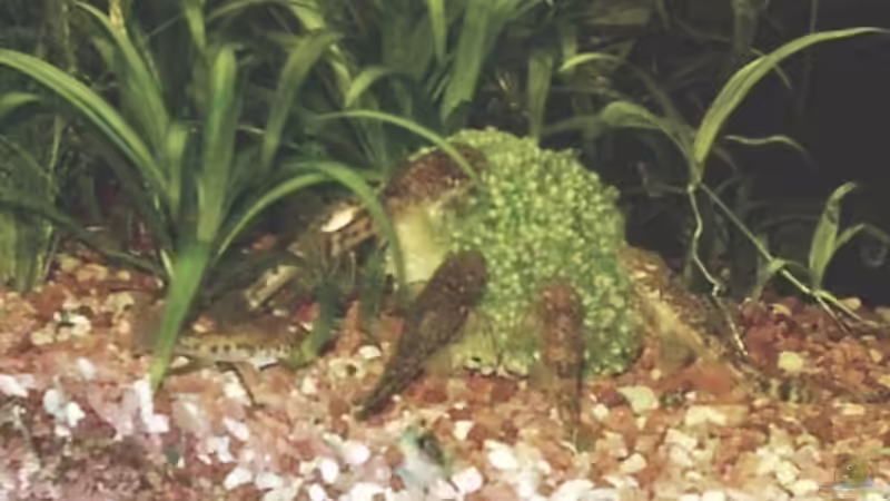 Aquarien für Parotocinclus jumbo (Pitbull-Harnischwels, LDA 25)