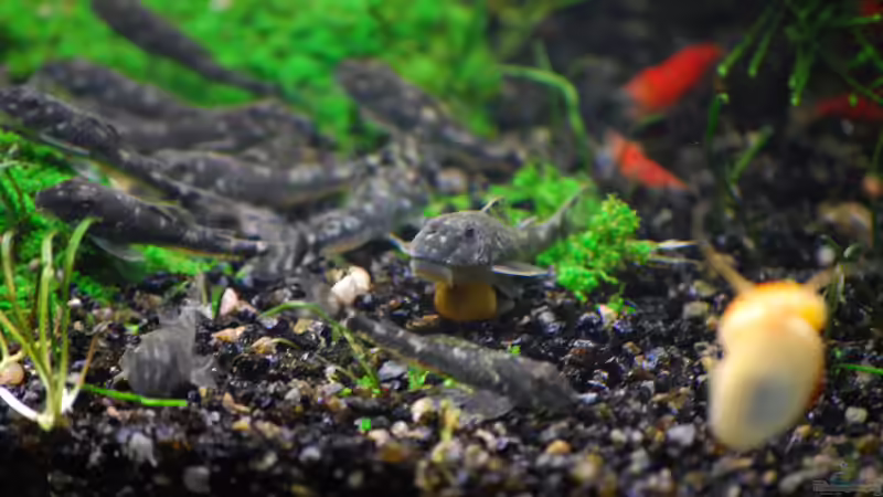 LDA 25 von Chili (30)