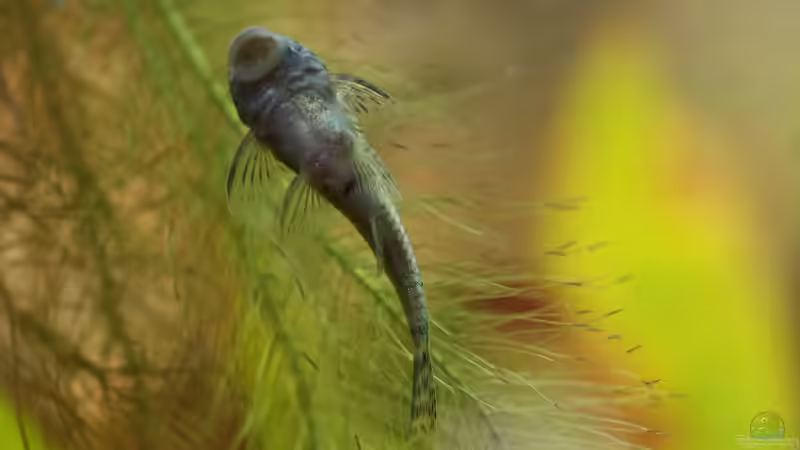 LDA 25 von Flea78 (11)