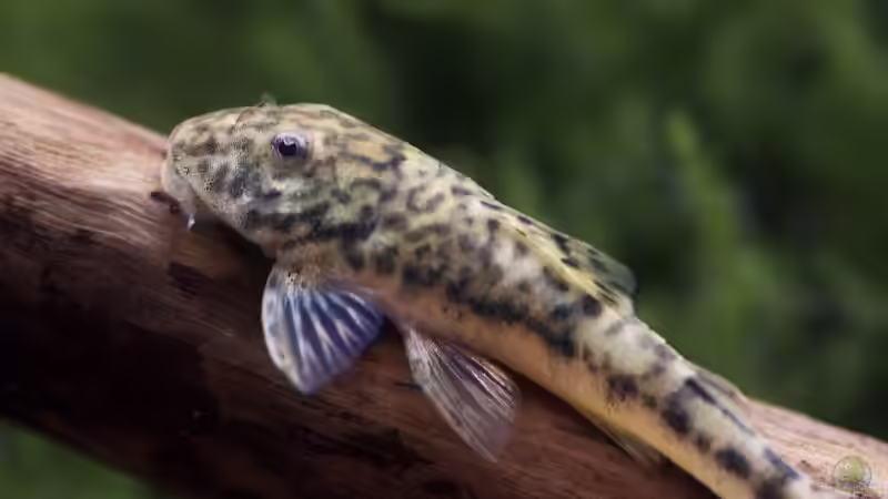 LDA 25 von Flea78 (17)