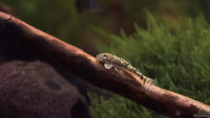 LDA 25 von Flea78 (18)