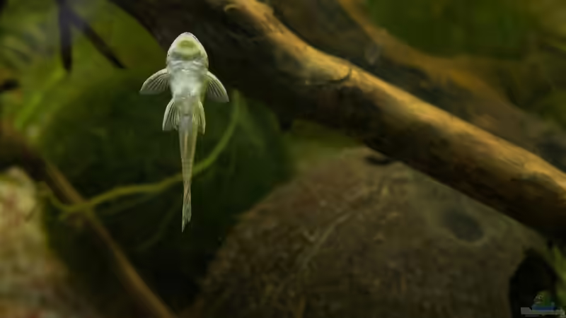 LDA 25 von Flea78 (9)