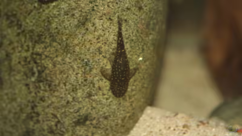 LDA 25 von Manuel König (13)