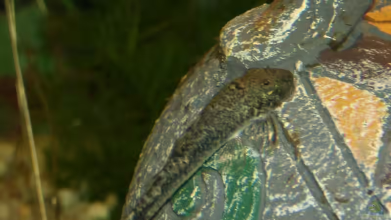 LDA 25 von Steffen Wenzel (11)