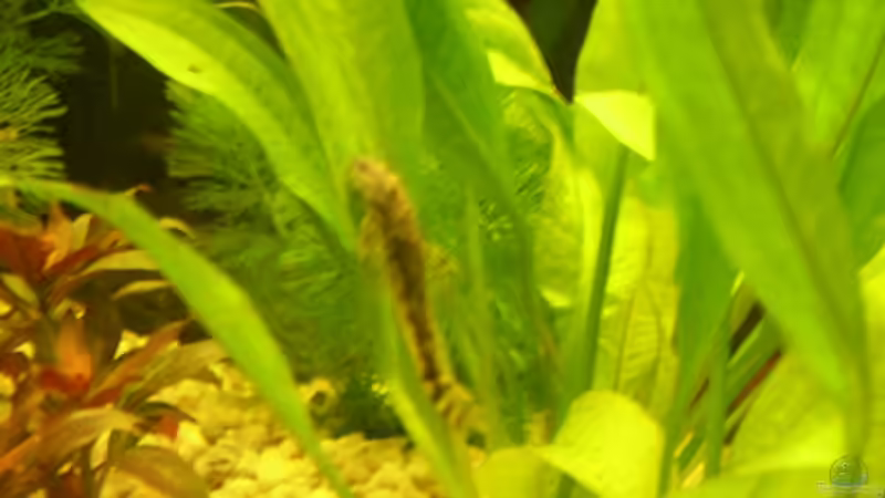 Aquarien für Parotocinclus jumbo (Pitbull-Harnischwels, LDA 25)