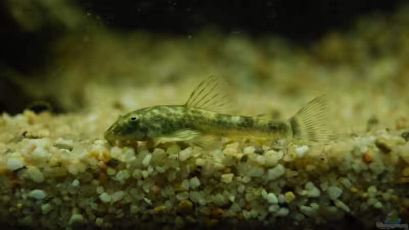 Aquarien für Parotocinclus jumbo (Pitbull-Harnischwels, LDA 25)