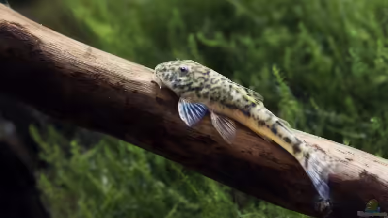 Aquarien für Parotocinclus jumbo (Pitbull-Harnischwels, LDA 25)