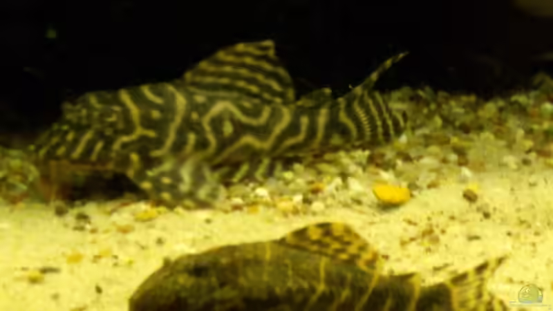 LDA 67 & L 333 von Oliver Bartels (12)