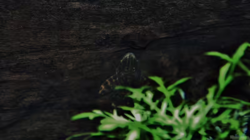 lda 67 an Wurzel von aquamike (24)