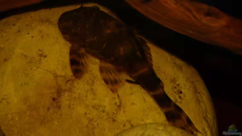 LDA 67 im August 2013 von ~Marco~ (37)