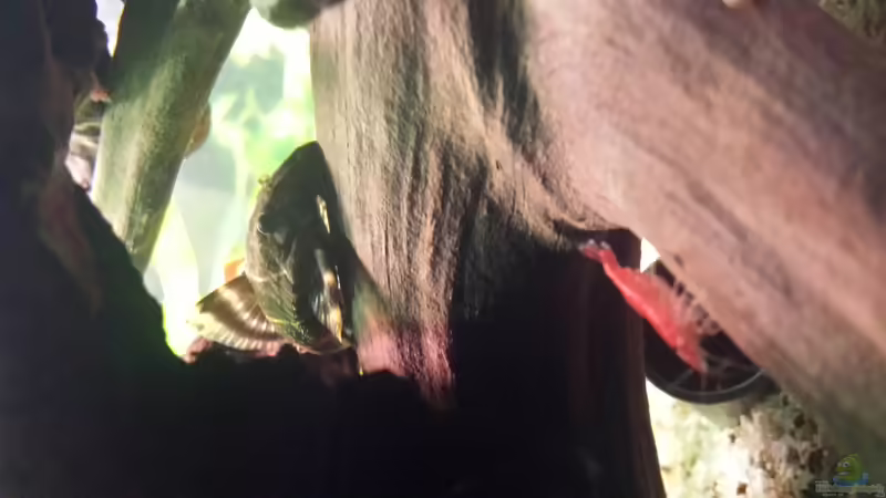 LDA 67 Panaqolus sp. aff. maccus und Garnele von JohnnyWishbone (30)