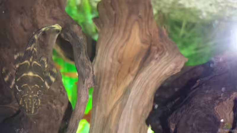 LDA 67 Panaqolus sp. aff. maccus von JohnnyWishbone (29)