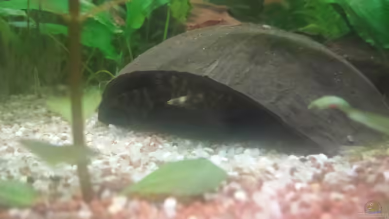 LDA 67 Panaqolus sp. aff. maccus von JohnnyWishbone (31)