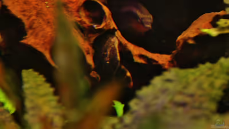 Lda-67 von aquamike (20)