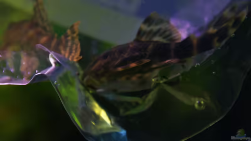 lda 67 von aquamike (21)