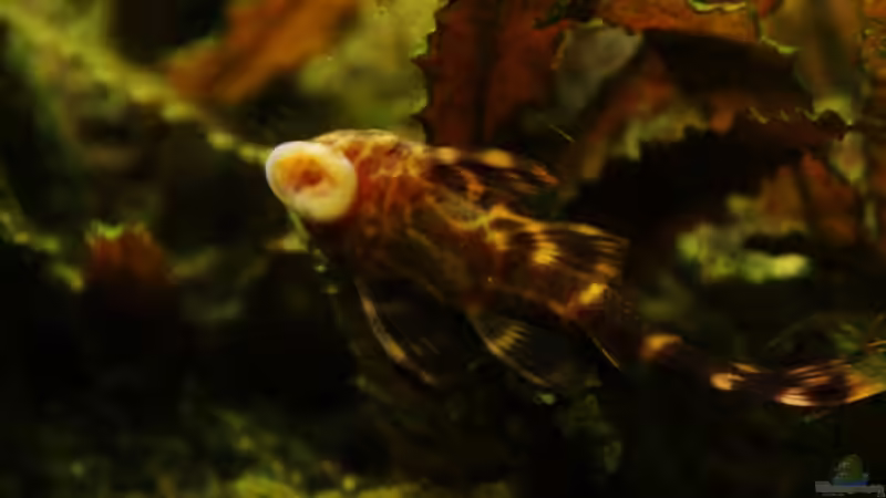 lda 67 von aquamike (22)