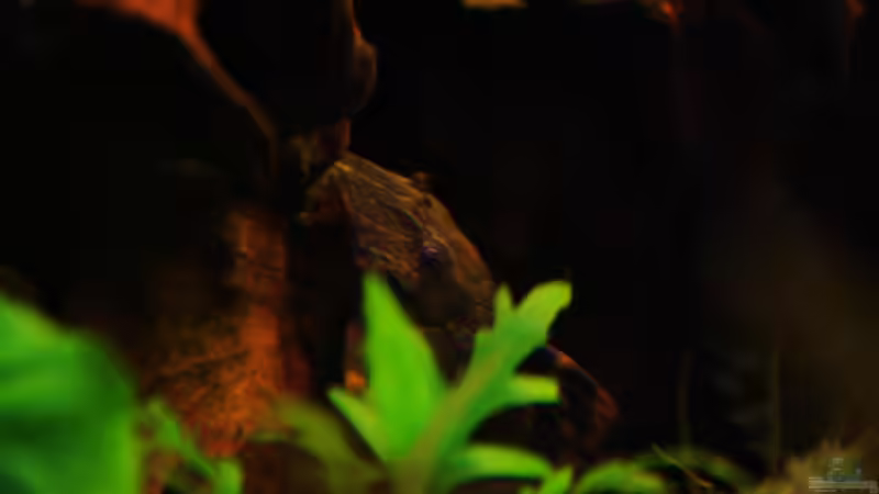 Lda-67 von aquamike (23)