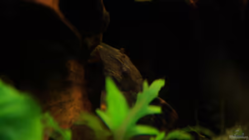 Lda-67 von aquamike (25)