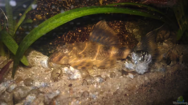 LDA 67 von derflo (18)