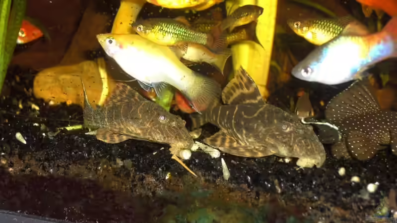 LDA 67 von Florian Winkler (4)