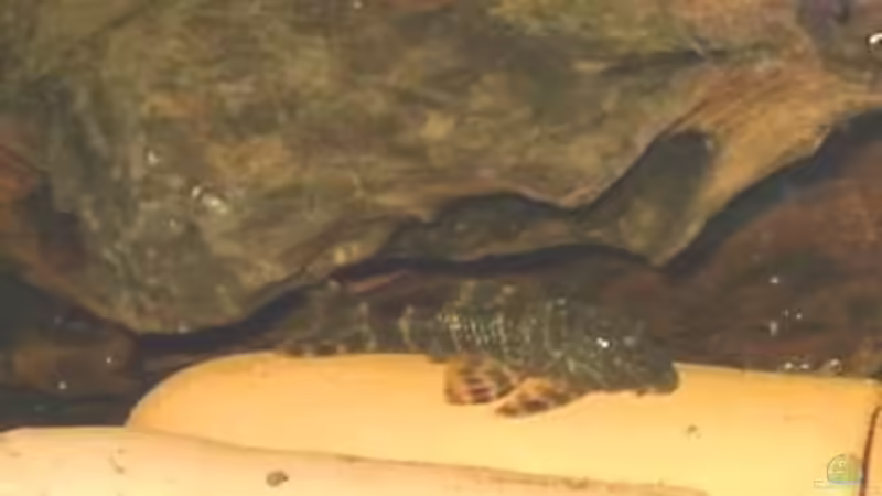 LDA 67 von Jana Gelfort (4)