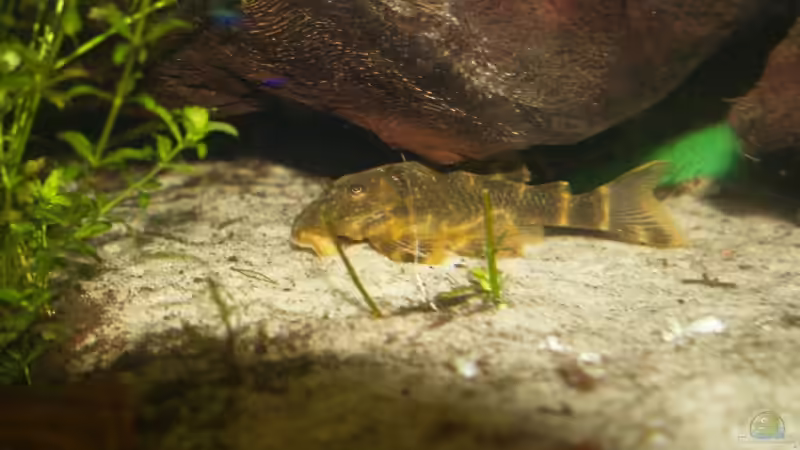 LDA 67 von rasrol (17)