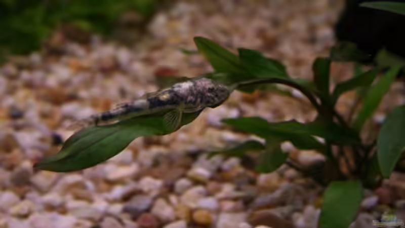 LDA25, Pitbull Pleco - Parotocinclus jumbo  von StefanE. (26)