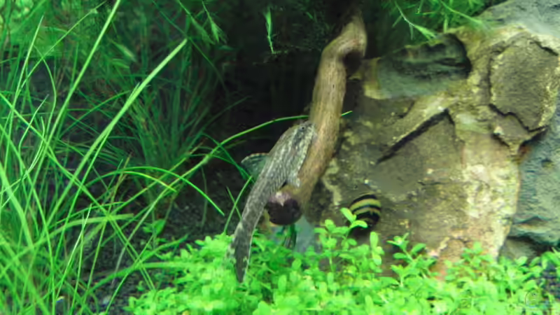 LDA25 ? von Bjarke (13)